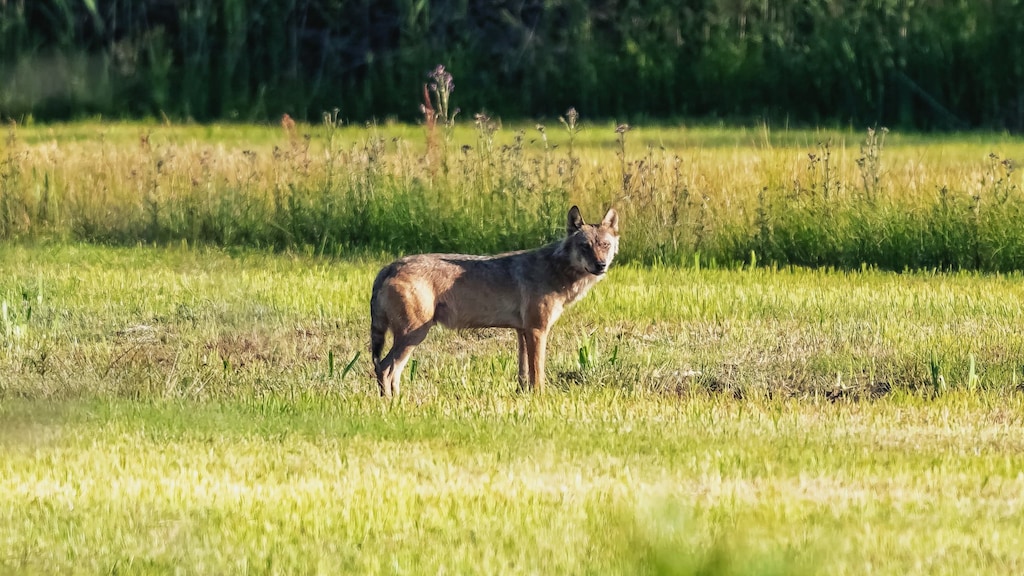 Hobbyfotograaf André stond oog in oog met wolf: 'Echt spannend'