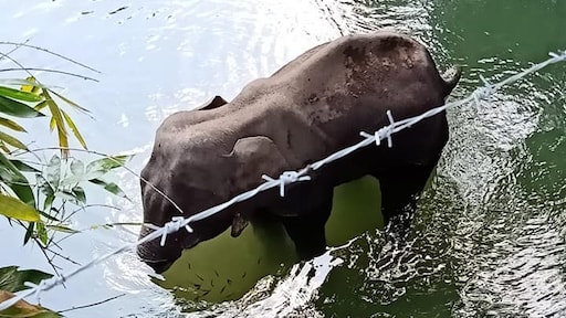 Zwangere olifant in India dood na eten ananas met explosieven