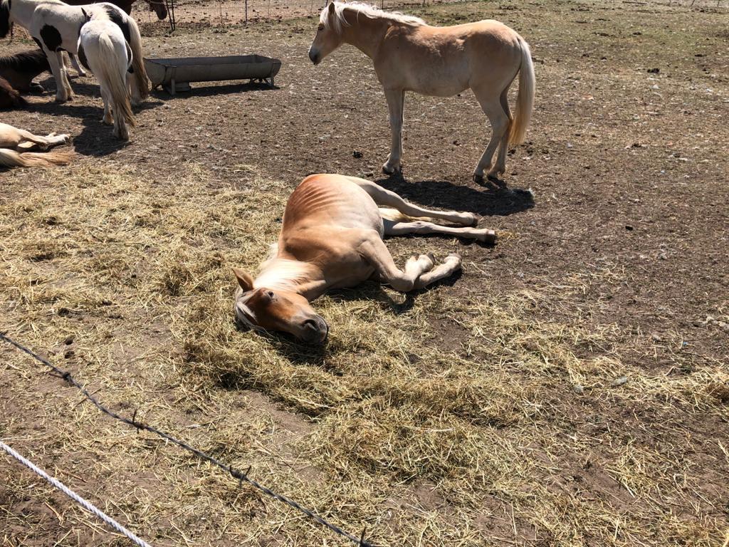 'Geen ernstige verwaarlozing' bij dieren op droge weide in Haarsteeg