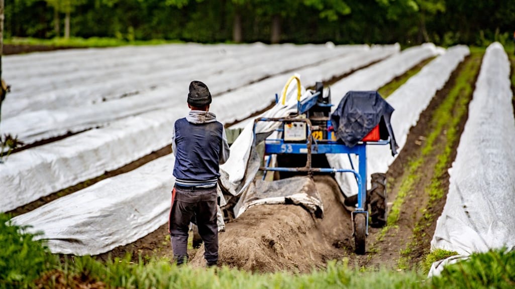 Boeren willen arbeidsmigranten van buiten EU om tekorten op te vangen