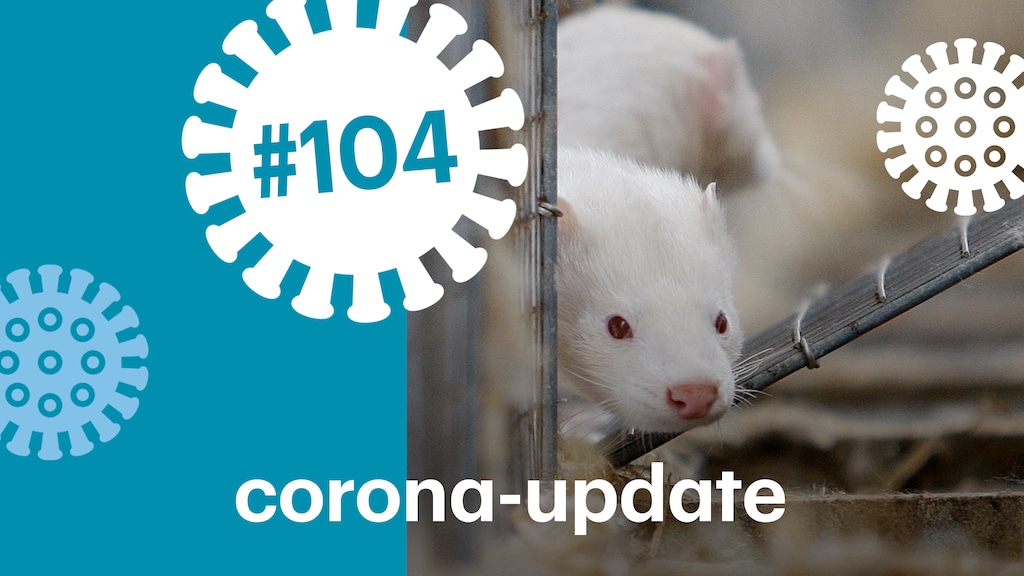 Je hoort over besmette nertsen, waarom niet over andere dieren?