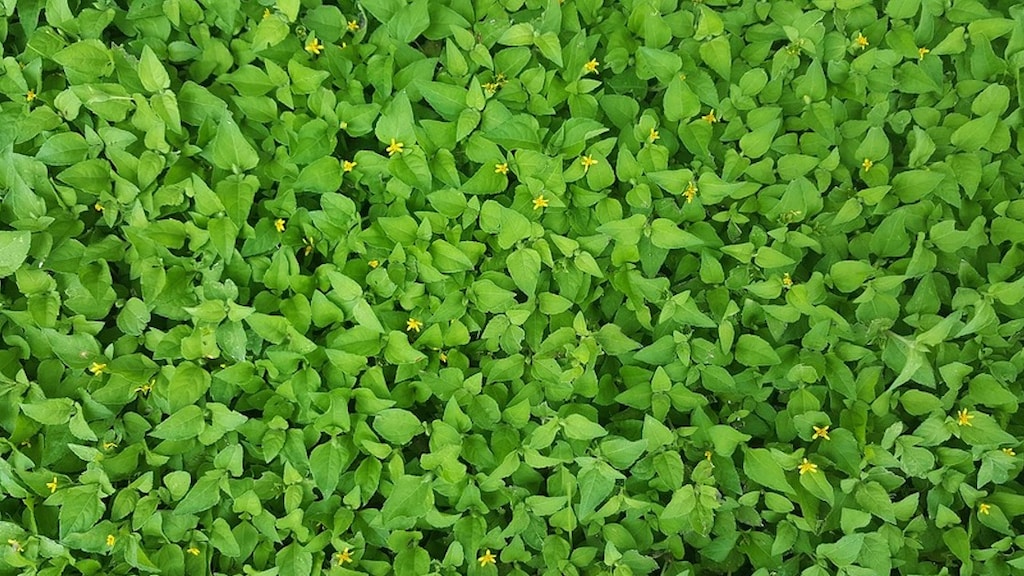 3 manieren om onkruid op een milieuvriendelijke manier te verwijderen