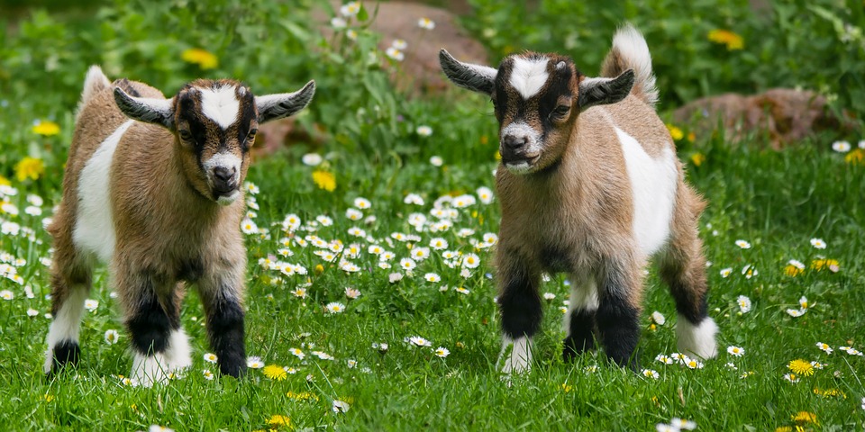 Grasveldje over? Deze 4 dieren kun je er laten grazen
