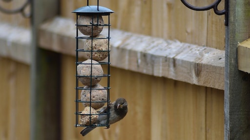DIY: 5x zo maak je zelf de leukste vetbollen en vogelvoerhouders