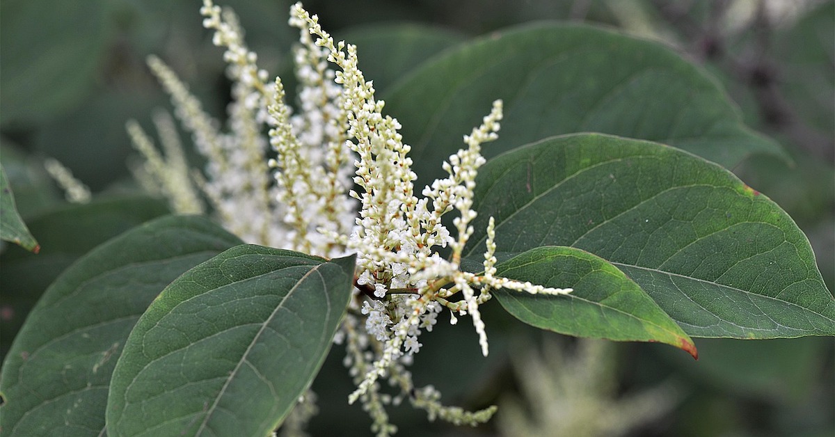 Zo bestrijd je de Japanse Duizendknoop!