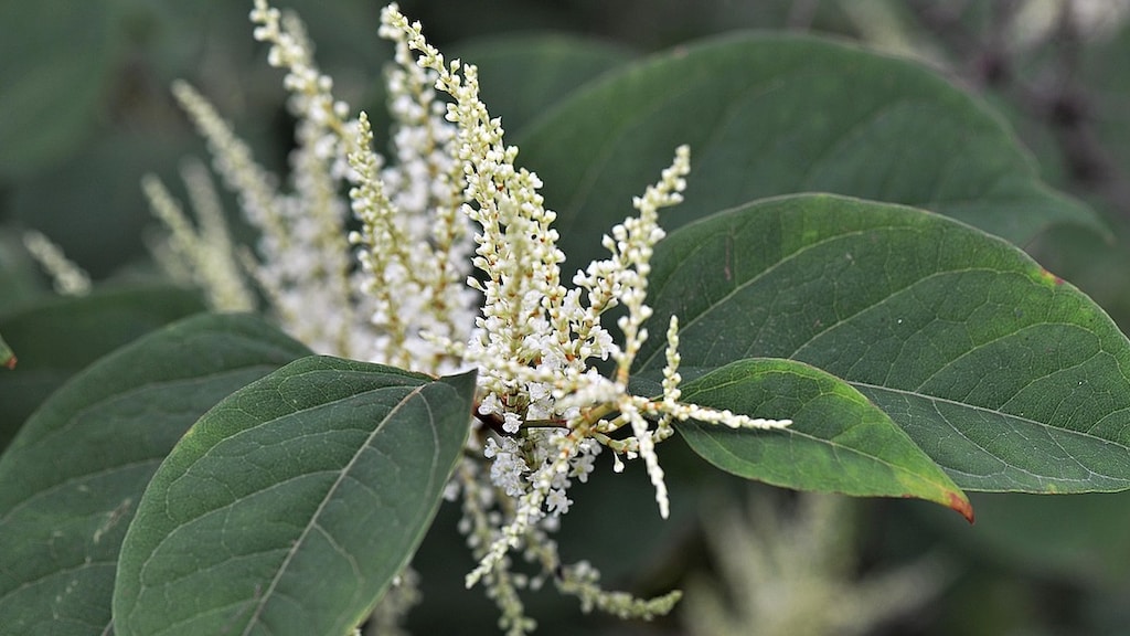 Zo bestrijd je de Japanse Duizendknoop!