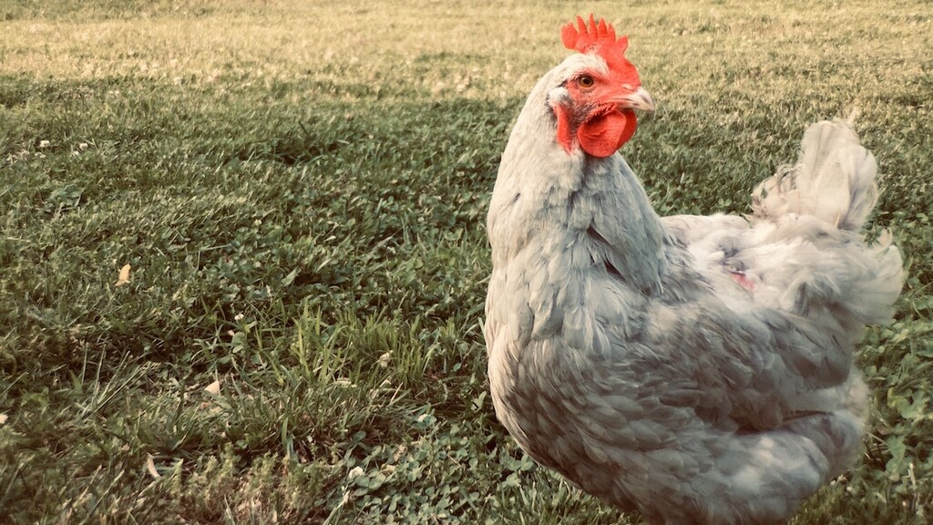 Vogelgriep aangetroffen: ophokplicht voor commerciële kippenboeren