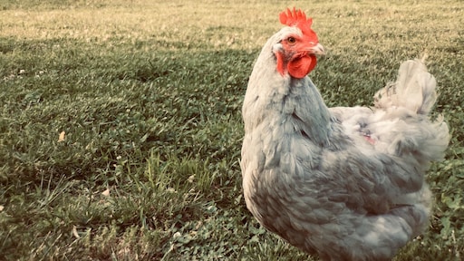 Vogelgriep aangetroffen: ophokplicht voor commerciële kippenboeren