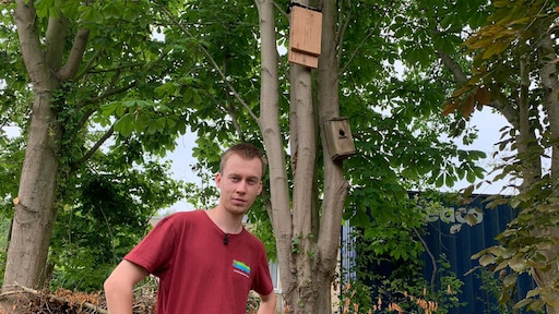 Eikenprocessierups bestrijden? Hang een vleermuizenkastje in je tuin