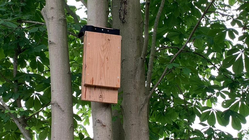 Zo ziet een vleermuizenkast eruit