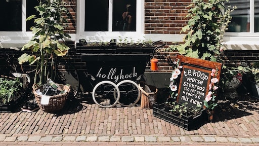 Zo plant en verzorg je de stokroos