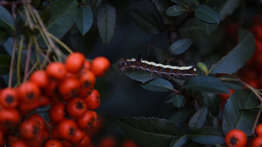 Deze insecten zijn het meest schadelijk voor je tuin (en dit doe je eraan!)