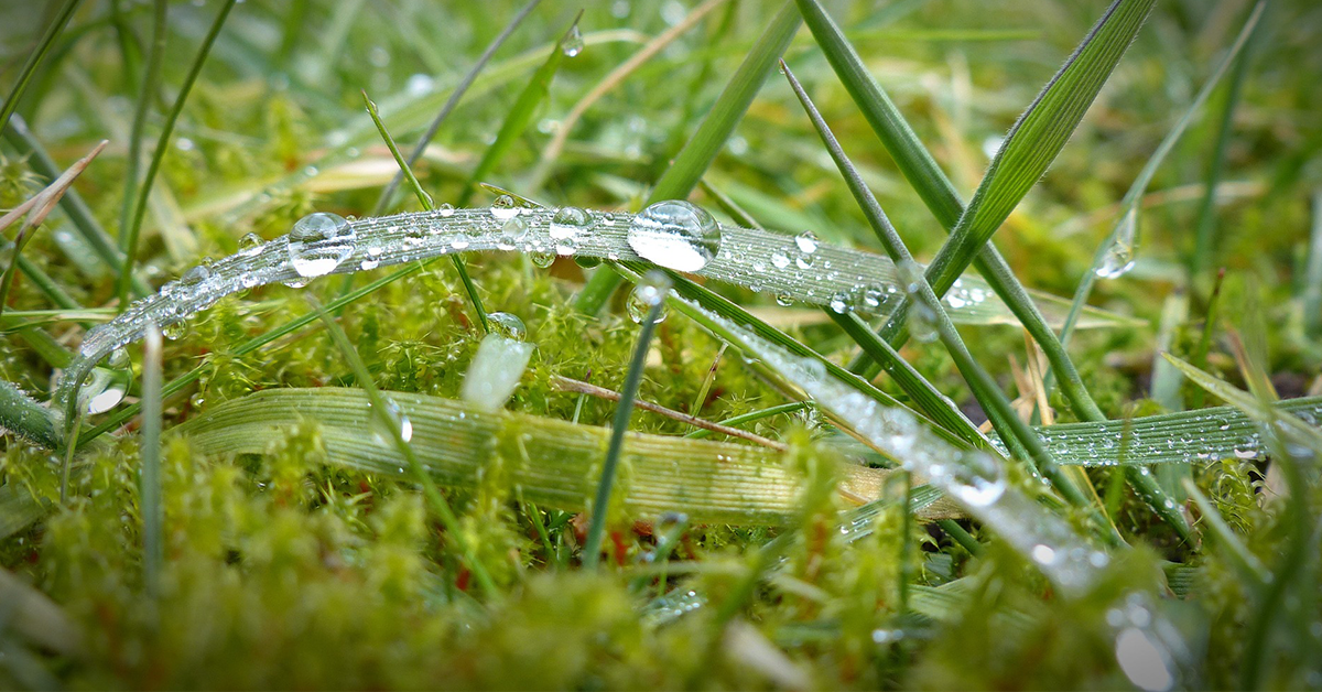Last van mos op het gazon? Dit is de oplossing!