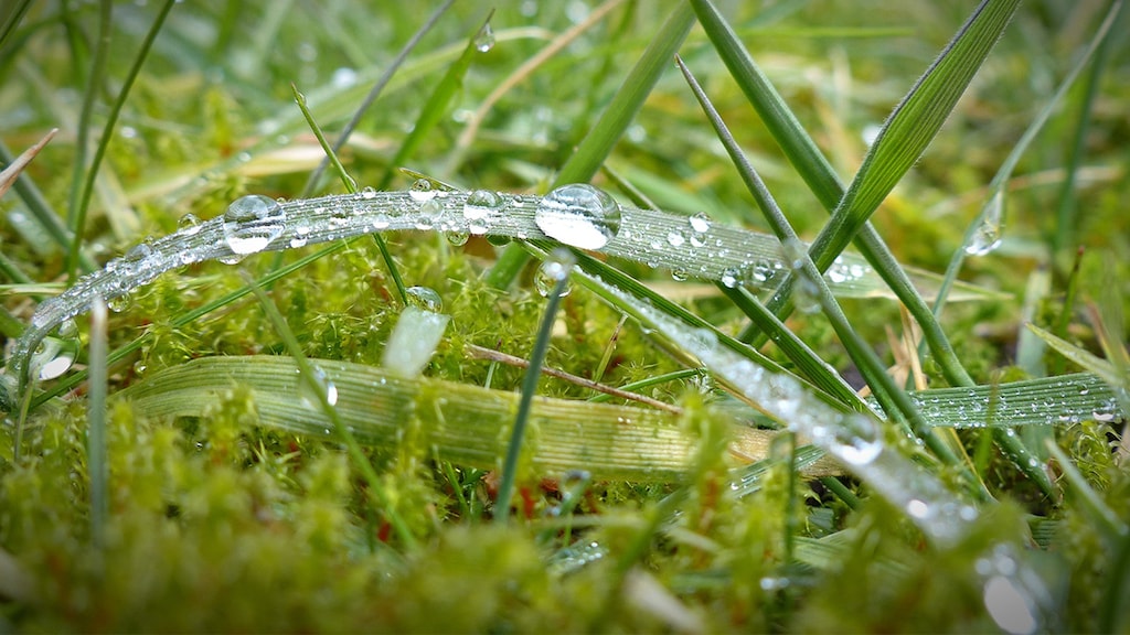 Last van mos op het gazon? Dit is de oplossing!