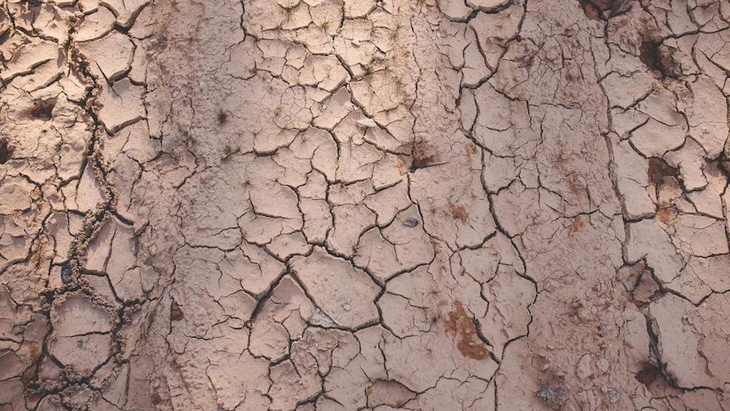 Alles wat je moet weten over tuinieren op kleigrond