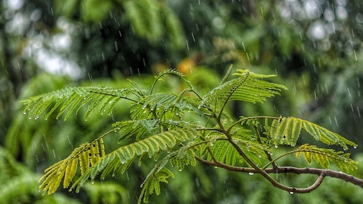 Veel regen voorspeld? Neem deze maatregelen in je tuin