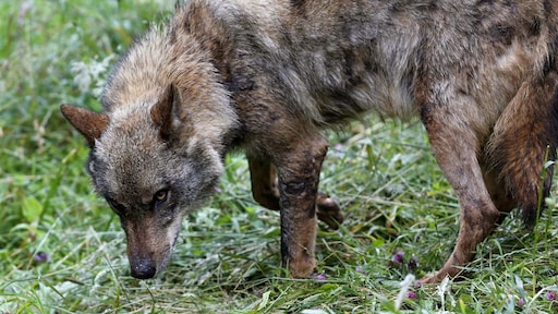 Friesland wil wolf buiten de deur houden