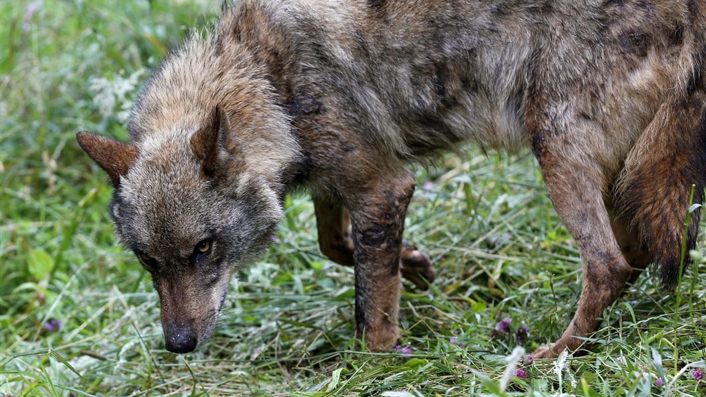 Friesland wil wolf buiten de deur houden