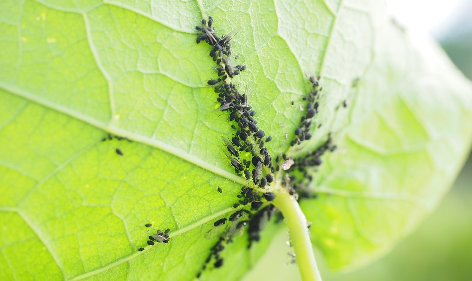 Dit is waarom je plant last heeft van bladluis (en zo los je het op)