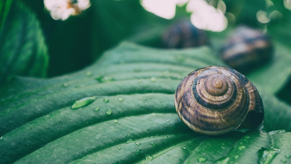 Last van slakken? Zo voorkom je dat ze je plantjes opeten!
