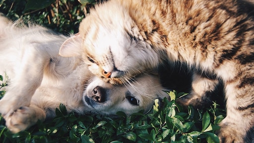 Wil je graag een huisdier? Dit zijn de kosten die hierbij komen kijken