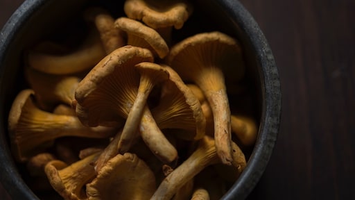 Hier moet je op letten als je paddenstoelen plukt of er per ongeluk mee in aanraking komt