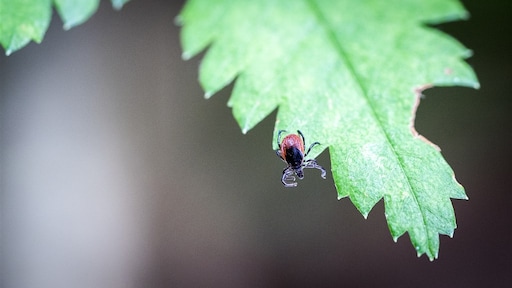 App waarschuwt voor teken: 'Mensen moeten zich checken'