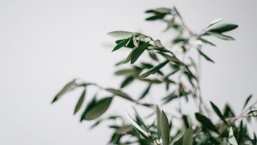 5 tips om je olijfboom goed te onderhouden