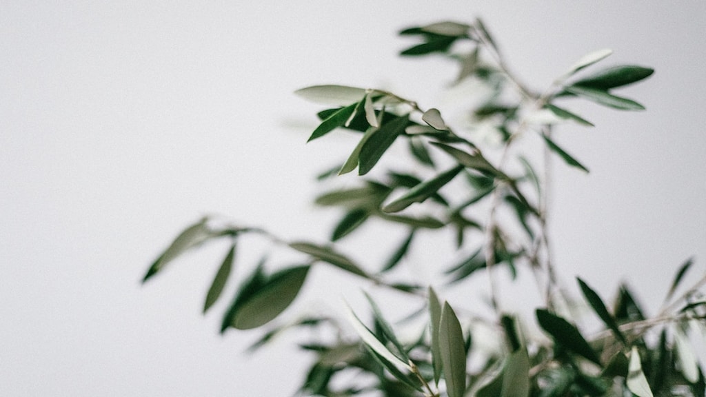 5 tips om je olijfboom goed te onderhouden