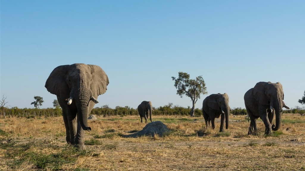 In Botswana leven zo'n 130.000 olifanten.