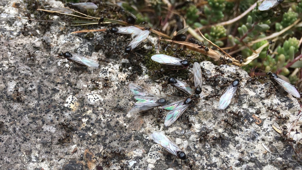 Het stikt van de vliegende mieren: 'Ze zijn op bruidstocht'