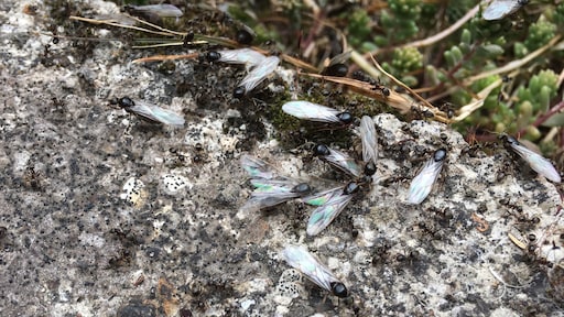 Het stikt van de vliegende mieren: 'Ze zijn op bruidstocht'