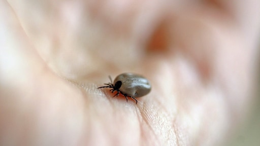 Kinderen vaker in hoofd en nek gebeten door teek