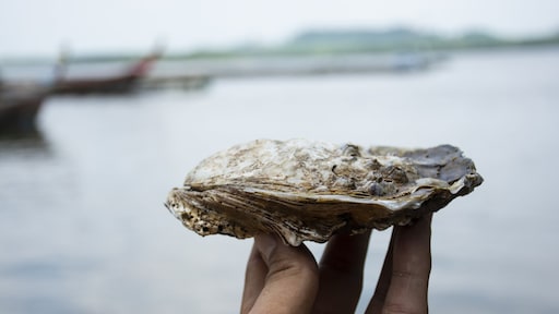Wildplukken of rapen: zo voorkom je een fikse boete