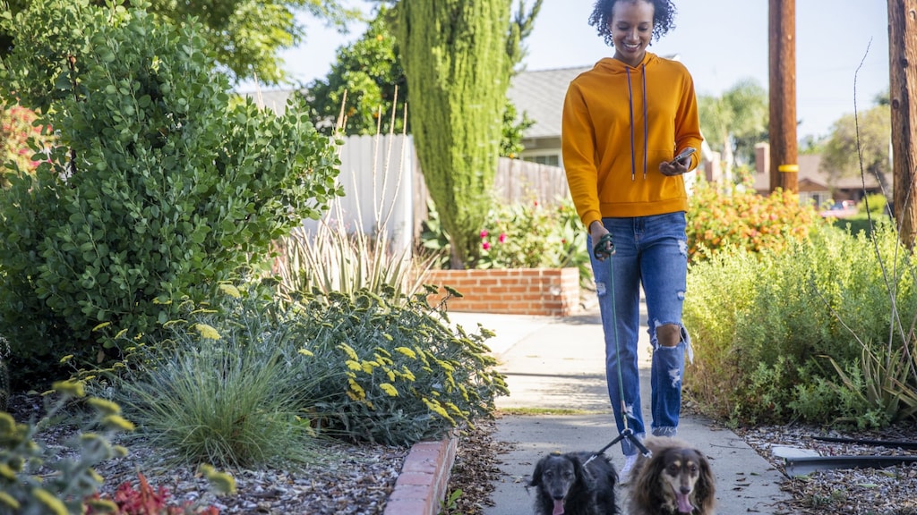 Thuiswerken: tussendoor de hond uitlaten maakt ons creatiever en productiever