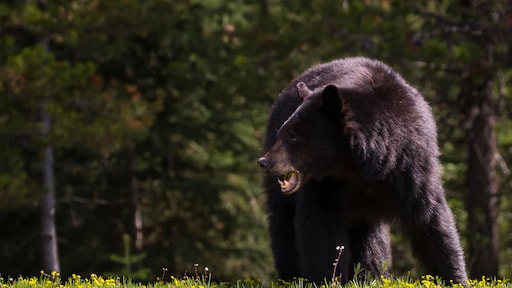 Schrikken: Amerikaanse vader in keuken aangevallen door beer