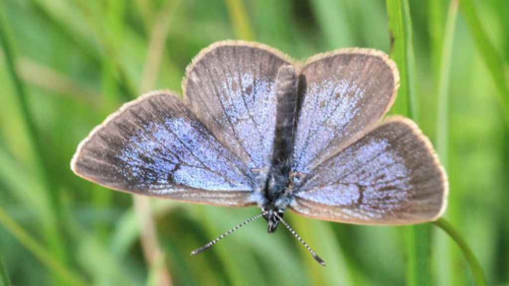Waterschap maait enige leefgebied zeldzame vlinder per ongeluk plat