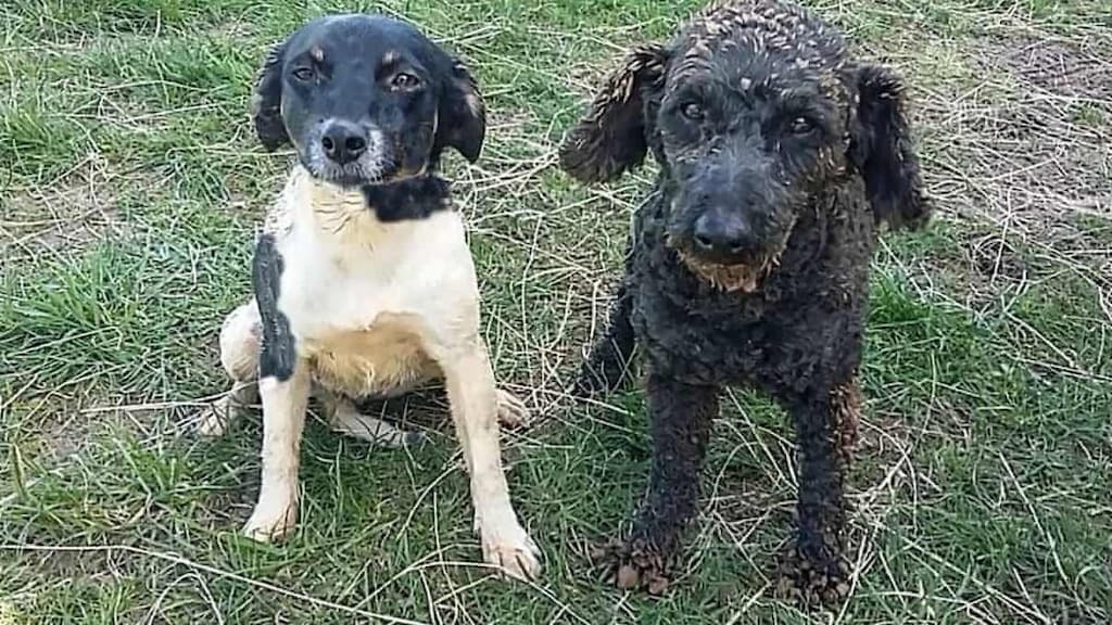 Nieuw-Zeelands stel geeft duizenden dollars uit in zoektocht naar hun honden