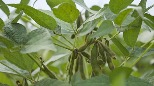 Koud en nat Nederland (nog) niet geschikt voor sojateelt