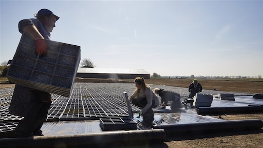 Nederland in trek bij arbeidsmigranten, vooral uit Europa