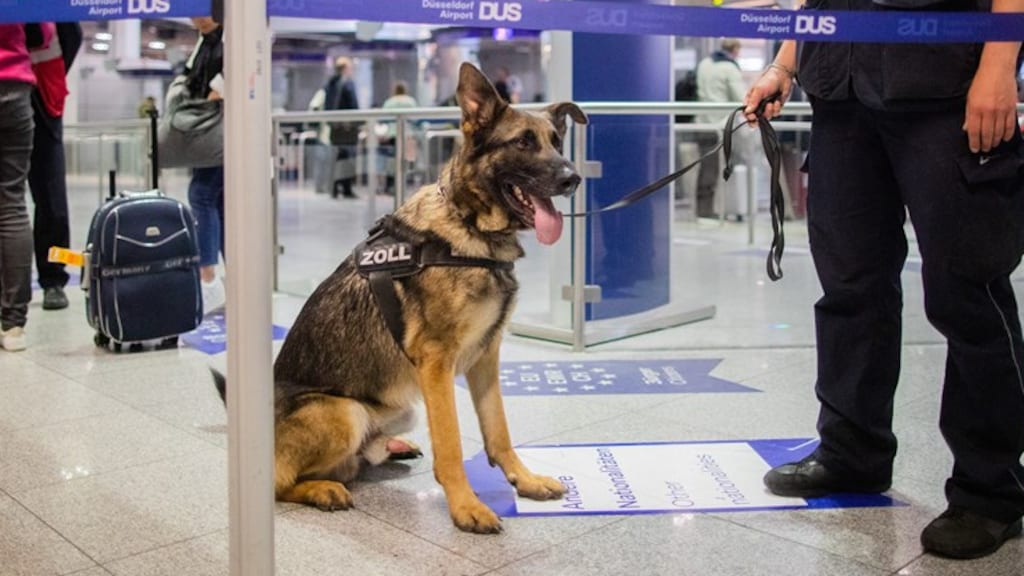 Honden getraind om corona op te sporen: '94 procent nauwkeurig'