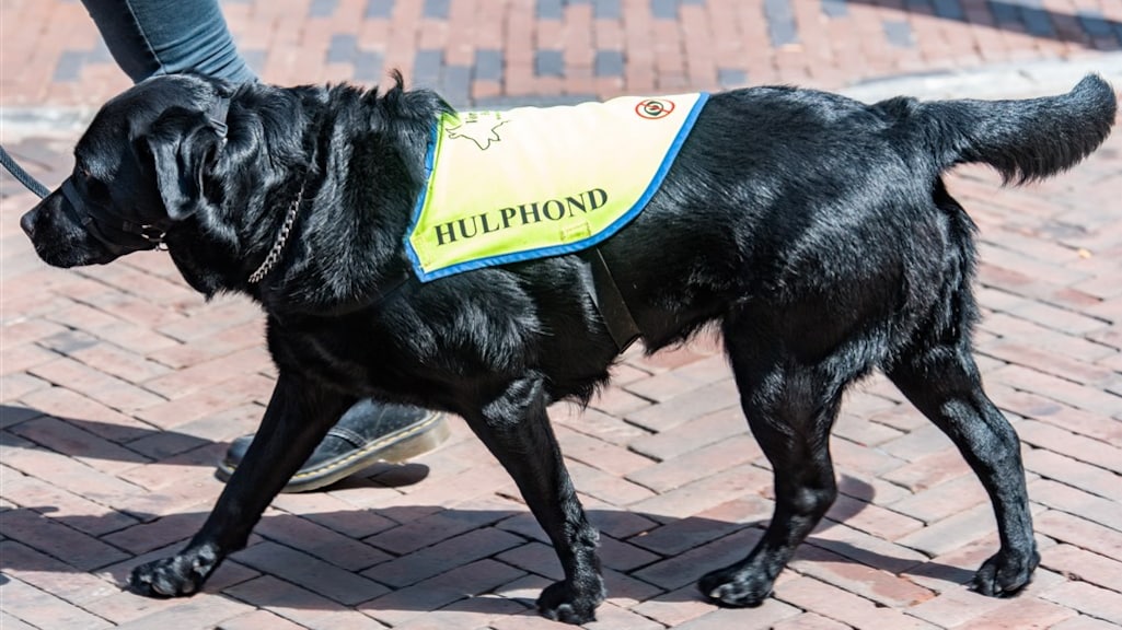 Een hulphond begeleidt iemand in Utrecht. (Archieffoto.)