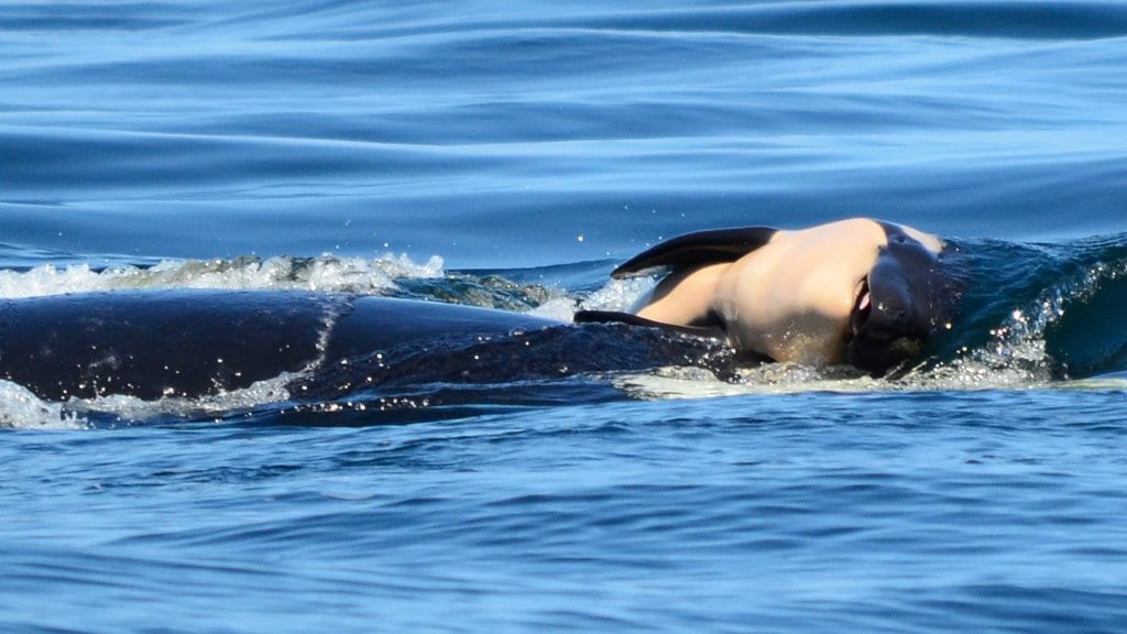 Orka die 17 dagen met dood jong rondzwom, opnieuw zwanger