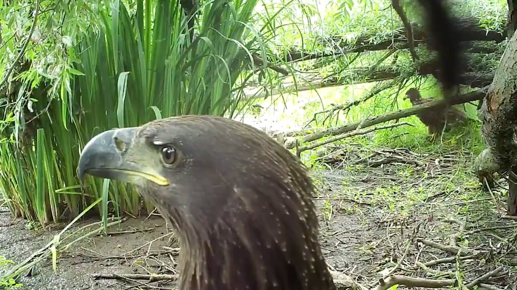 Mooie beelden: jonge zeearenden 'per ongeluk' vastgelegd in Biesbosch