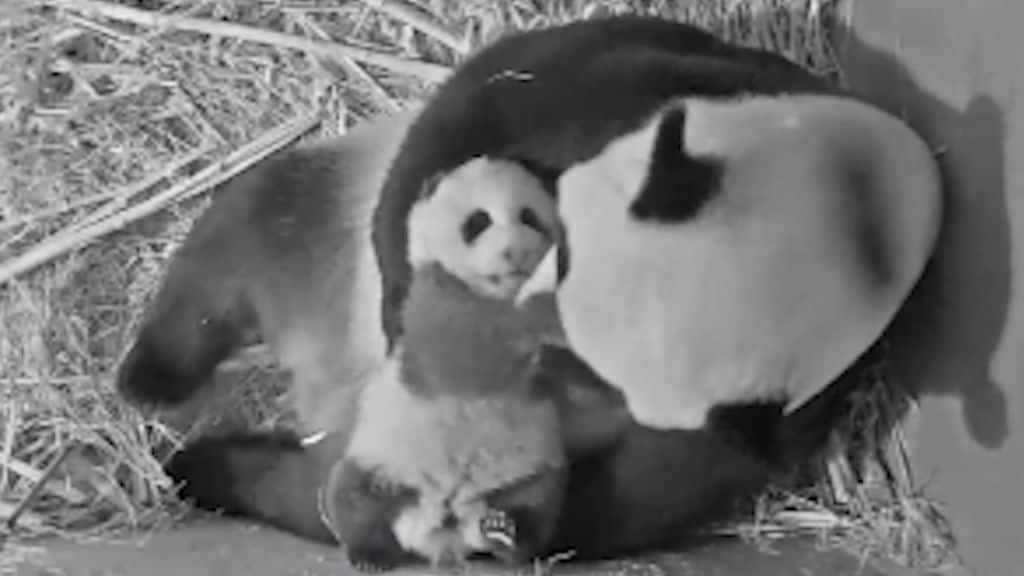 Pandajong in oktober te zien voor het publiek