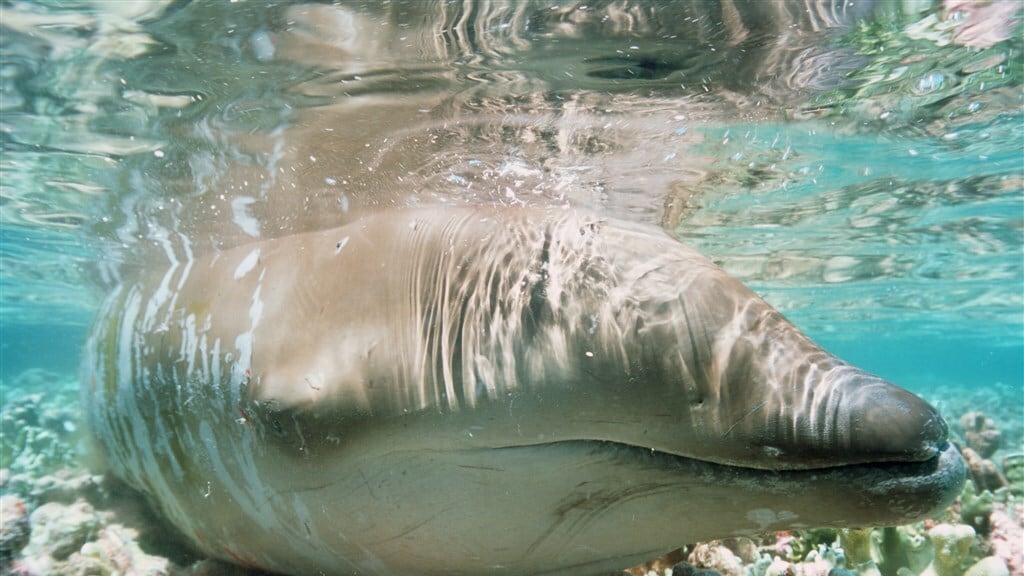 Spitssnuitdolfijn gespot voor Nederlandse kust