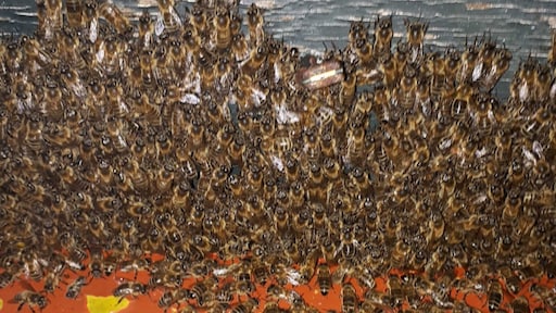 Half miljoen bijen in beslag genomen, houder kon er niet goed voor zorgen