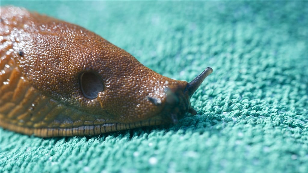 Slakkenspoor op je muur? 'Naaktslakken kruipen 's nachts door je huis'