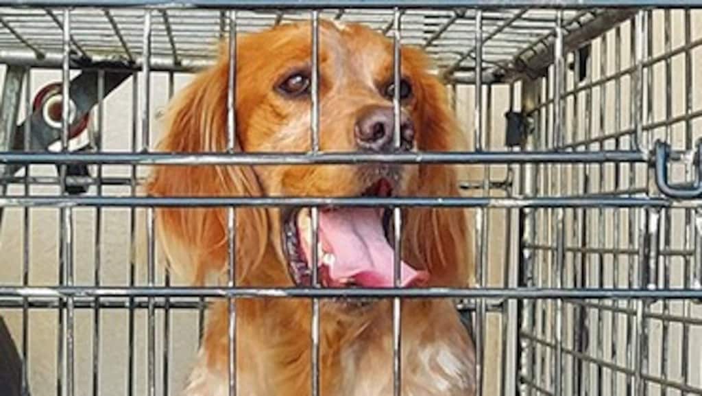 Hond Sam wandelt van Zwitserland naar Nederland: 2000 kilometer afgelegd