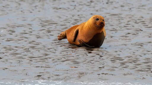 Oranje zeehond gespot in Waddenzee